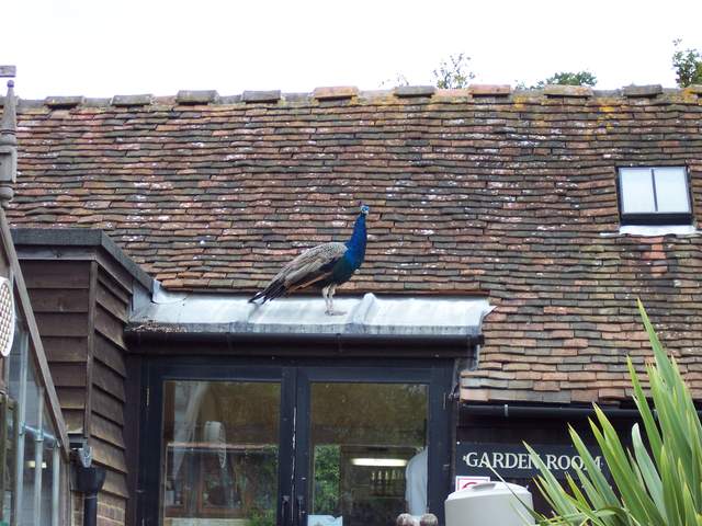 Peacock at Groombridge Place