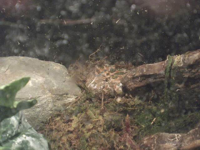 Horned Toad