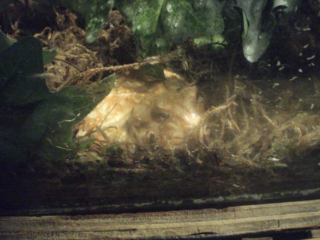 Albino Toad - can ya see it?