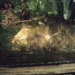 Albino Toad - can ya see it?