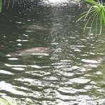 There are fish in there...