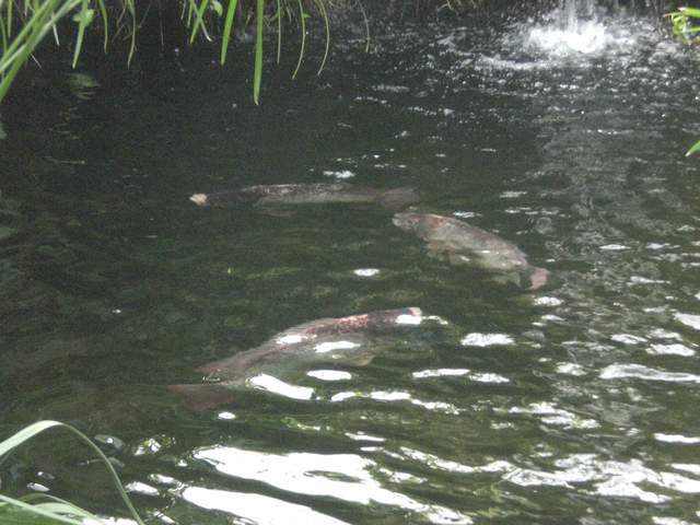 Fish