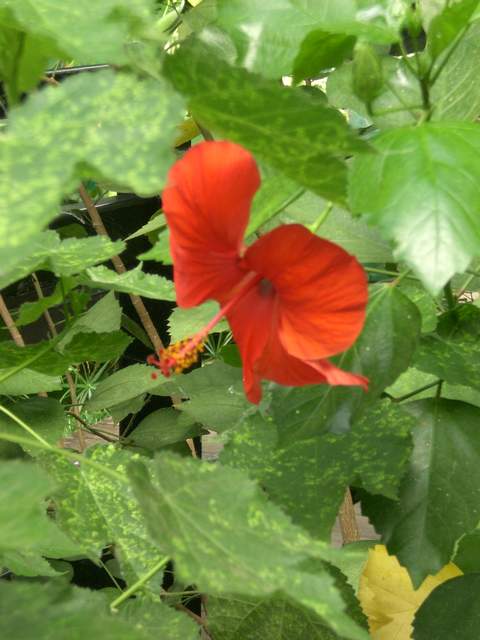 Red flower - I don't know what ANY of them are called!