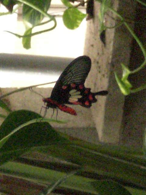 Butterfly with a hole in it?!