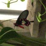 Butterfly with a hole in it?!
