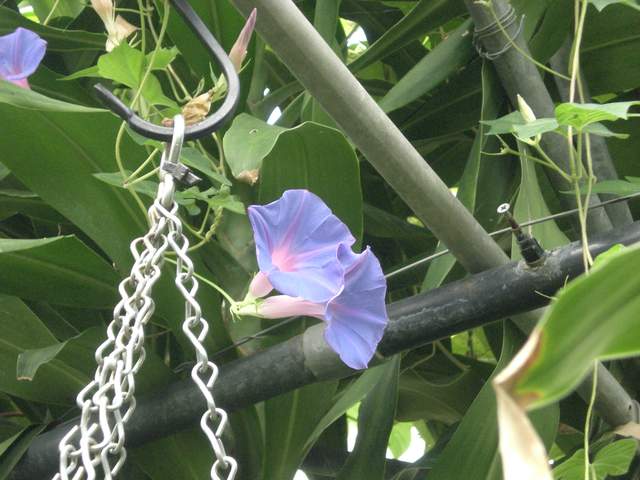 Pretty blue flower