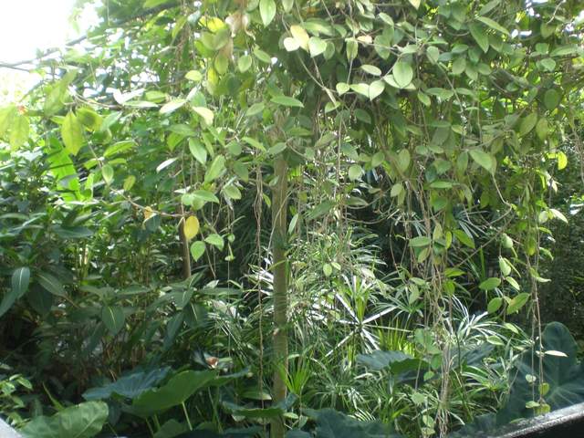 Foliage
