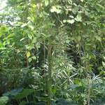 Foliage