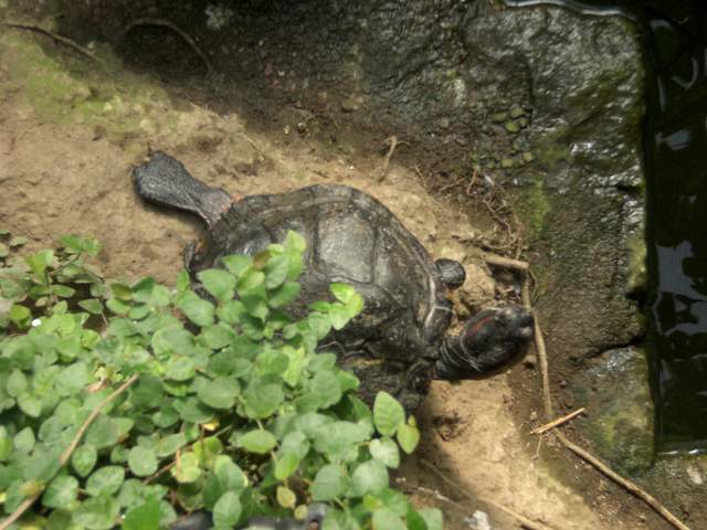 My new turtle... honest. Ahem.