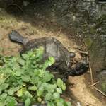 My new turtle... honest. Ahem.