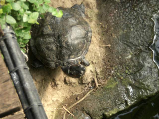Turtle!!!!!