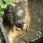 Turtle!!!!!