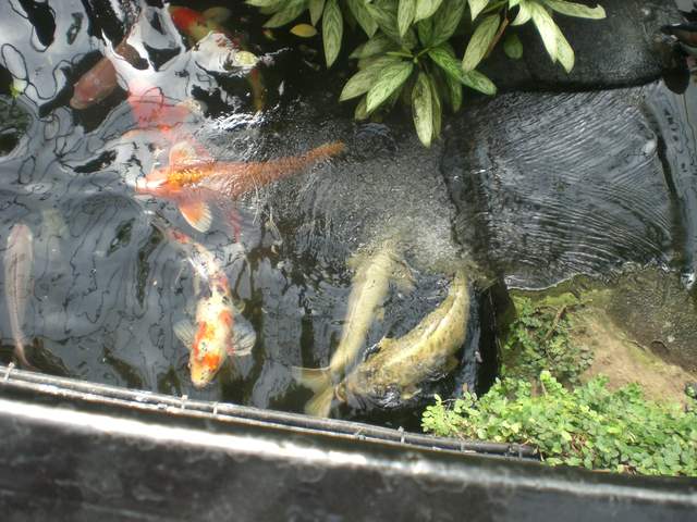 Koi