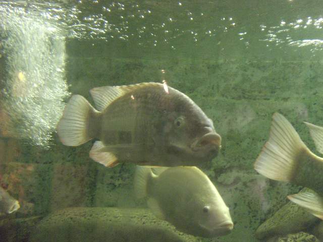 Fnar, it looks like the fish is farting :)