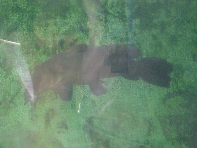 Big ugly fish