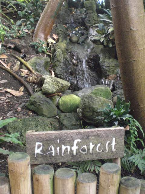 Rainforest