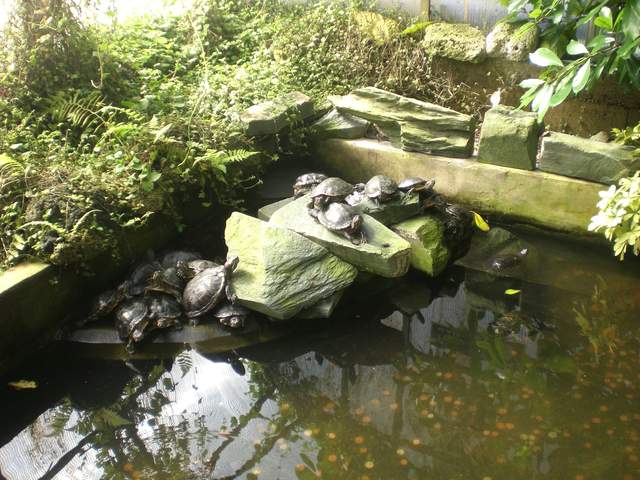 Turtles