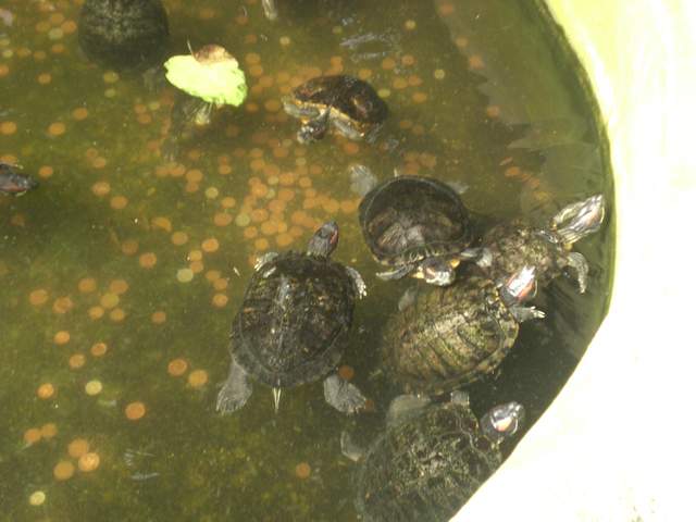 Turtys!!