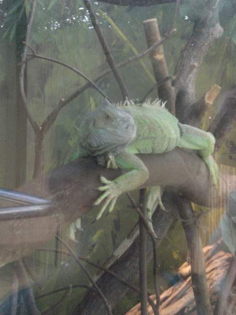 Iguana - its smirking, i'm sure!