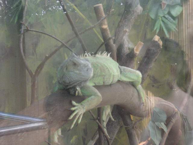 Iguana