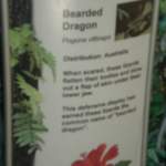 Bearded dragon sign