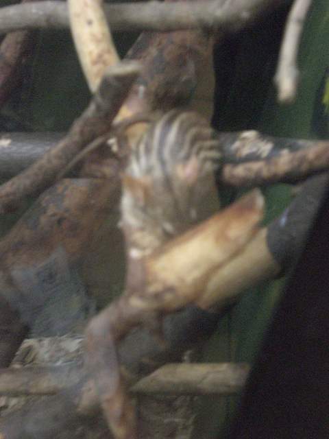 Chipmunk sorta things!