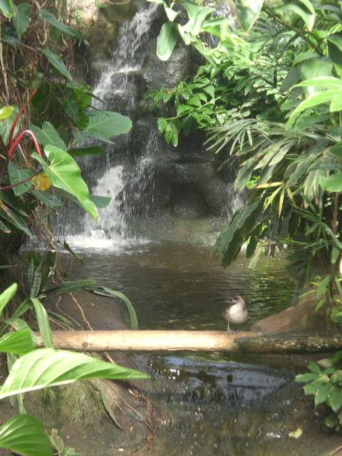 Bird & waterfall