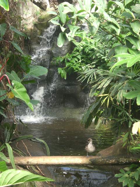Bird & waterfall