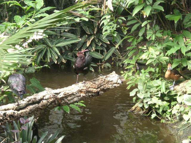 Bird