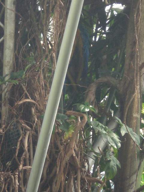 See that bit of blue in the middle top? Thats a parrot