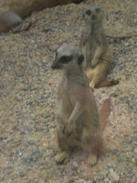 Meerkat