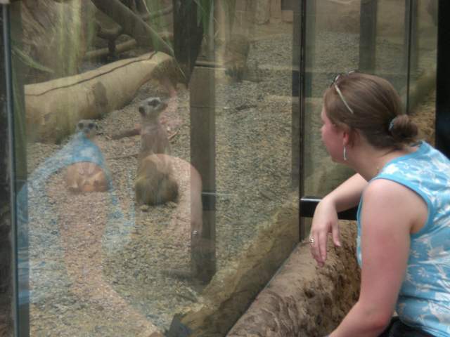 Alison & meerkats