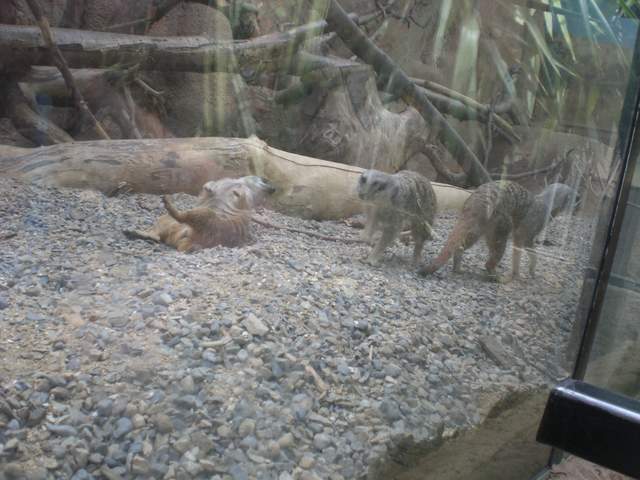 Meerkats