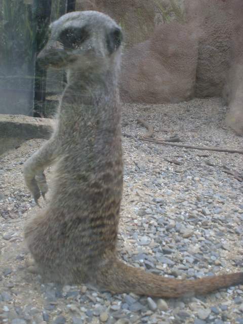 Meerkat