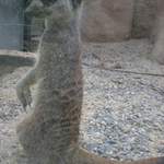 Meerkat