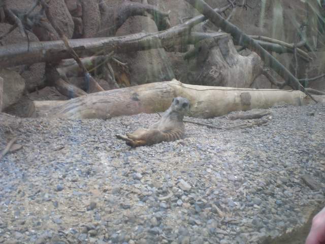 Meerkat!