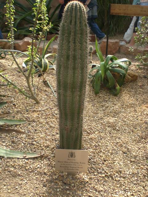 Cactus