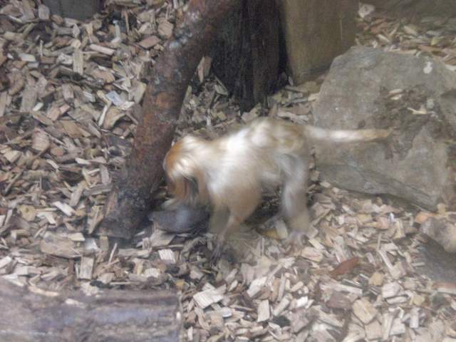 monkey