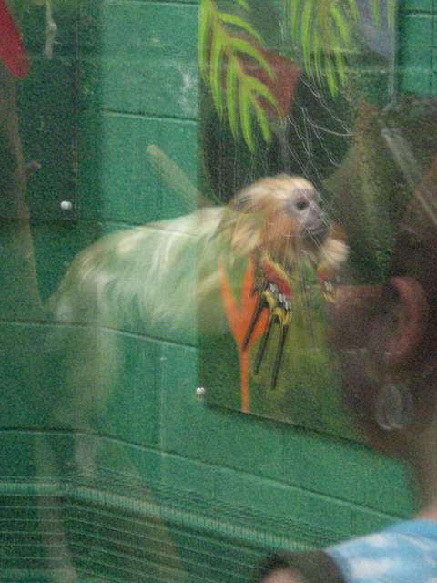Weird reflections - spot the monkey