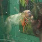 Weird reflections - spot the monkey