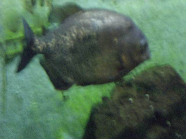 Ugly fish