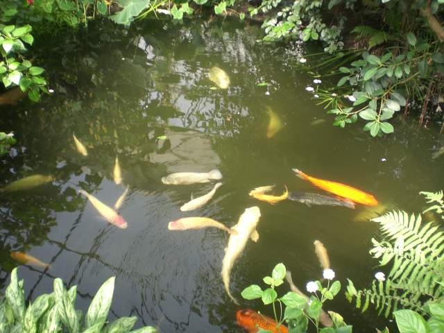 Fish