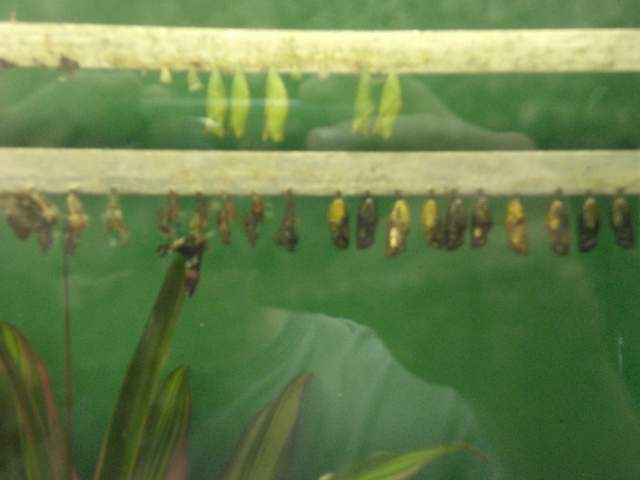 Butterfly pupae