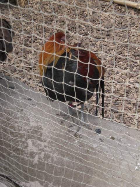 A bird - can't remember what sort!