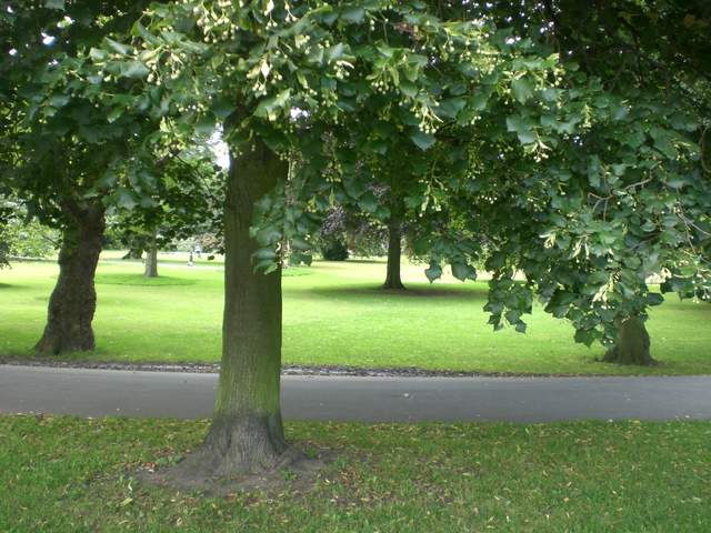 Trees, innit