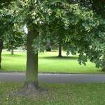 Trees, innit