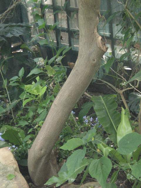 Butterflies on a tree