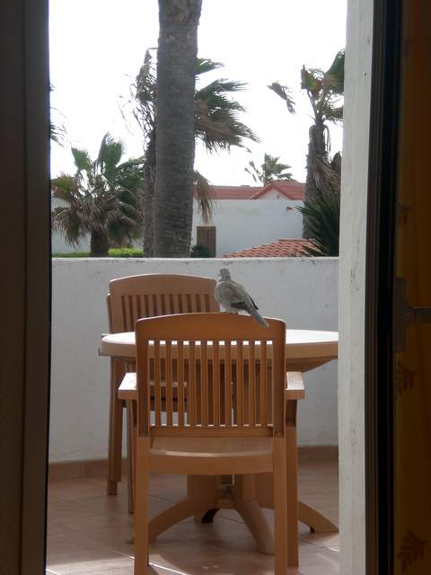 Regular visitor to our terrace