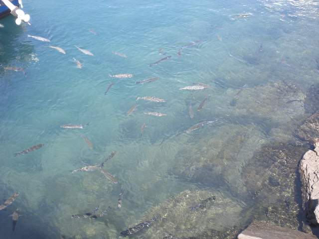 Fish