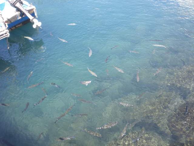 More fish - we REALLY liked them